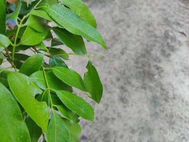 Güzel botanik fotoğrafı, doğal duvar kağıdı.