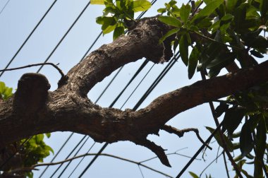 Ağacın yakın görüntüsü
