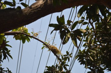 a closeup shot of a bird in the tree