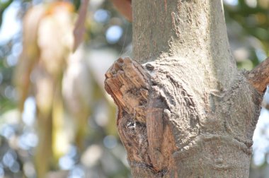 Ağaç gövdesi ve ağaç kabuğu ile doğada