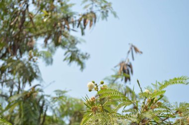 Ormandaki ağaç dalları