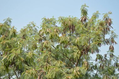 Bahçedeki ağacın yeşil yaprakları