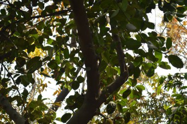 Ormanda ağaç dalları, doğa ve