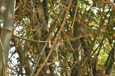 Bambu ağacı dalları, yeşil flora