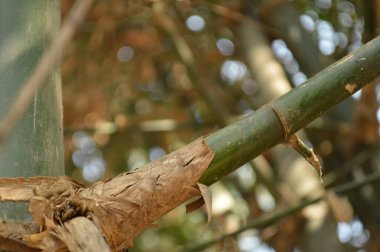 Yeşil yaprakları ile bambu ağacı