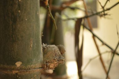 Bir ağaç gövdesini kapatın.