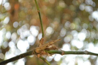 Ormandaki bir ağacın yakın görüntüsü