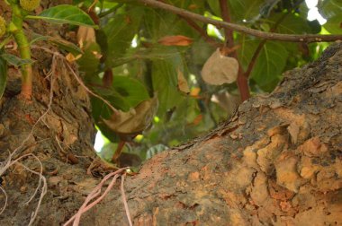 Ağaç Gövdesi deseni makro çekim