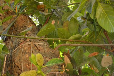 Yeşil yaprakları kapat