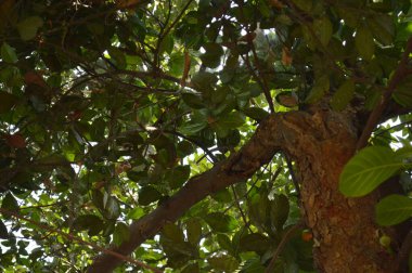 yeşil yapraklar, bitkiler ve yapraklar