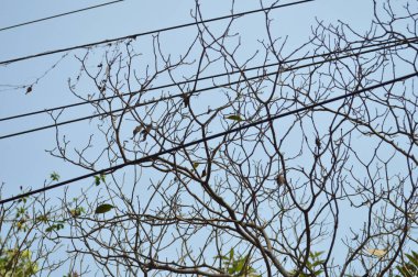 Ağaçların dalları mavi gökyüzüne karşı. doğa arkaplanı.