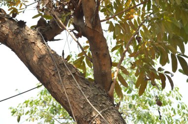 Ağaç doğanın bir sembolüdür.