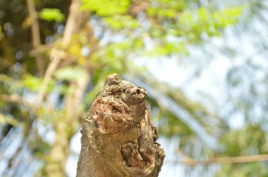 Ormandaki ağaç kabuğunu kapat.