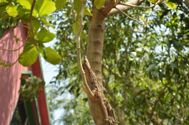 Bahçedeki ağacın yeşil yaprakları.