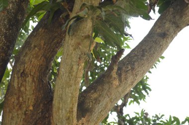 Ormandaki ağaç dalları, bitki örtüsü ve doğa