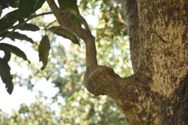 Ormanda yeşil yapraklar, bitki örtüsü ve yapraklar