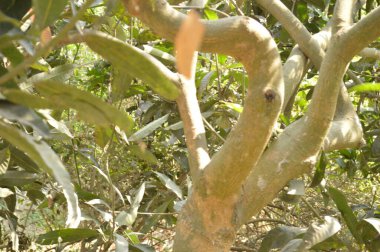 Bahçedeki ağaçtaki yeşil yaprağı kapat.