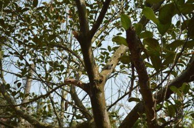 Güzel botanik fotoğrafı, doğal duvar kağıdı.