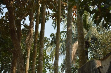 Palmiye ağaçları ve mavi gökyüzü.