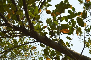 Güzel botanik fotoğrafı, doğal duvar kağıdı.