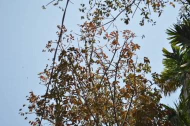 Güzel botanik fotoğrafı, doğal duvar kağıdı.