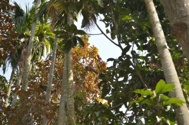 Güzel botanik fotoğrafı, doğal duvar kağıdı.
