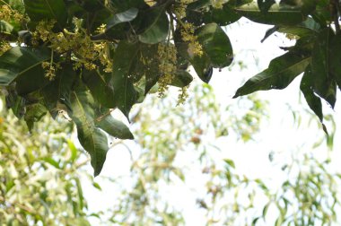 yeşil yapraklar, bitkiler ve yapraklar