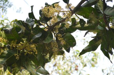 Bahçedeki yeşil ağaç