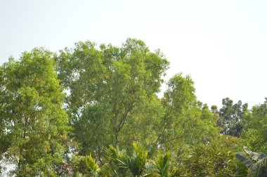 Güzel botanik fotoğrafı, doğal duvar kağıdı.