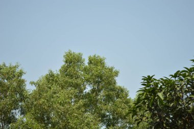 Güzel botanik fotoğrafı, doğal duvar kağıdı.