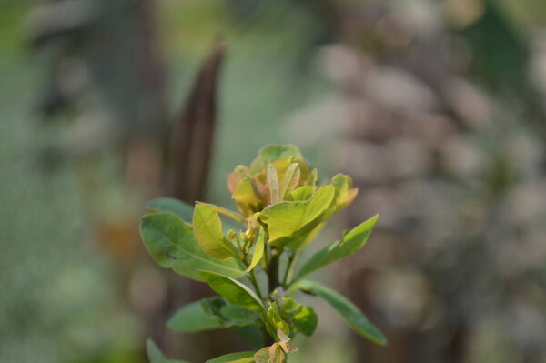 green leaves on the tree