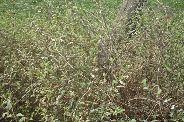 Bahçede yeşil yapraklar