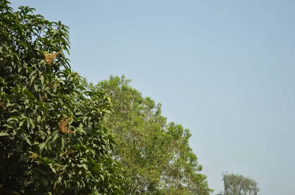 Güzel botanik fotoğrafı, doğal duvar kağıdı.