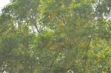 yeşil ağaç dalları doku arkaplanı