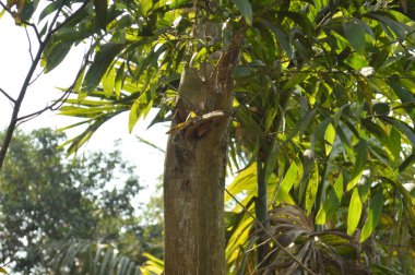 Ağaç yeşil yapraklarla kaplıdır.