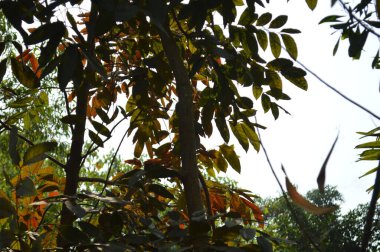 Ormanda yeşil yapraklar