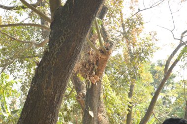 Ormandaki güzel bir ağaç manzarası.
