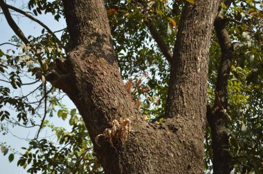 Ağaç dalları, bitki örtüsü ve doğa