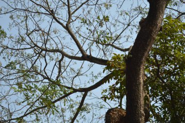 Ormandaki ağaç gövdesi