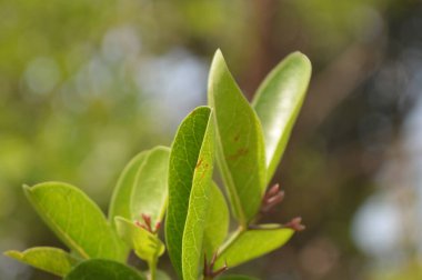 Bahçedeki bir ağacın dalına yaklaş.