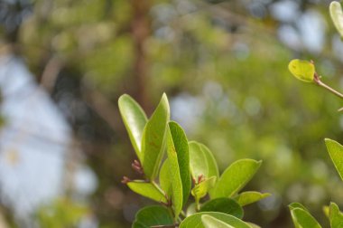 Yeşil yaprakların manzarasını kapat