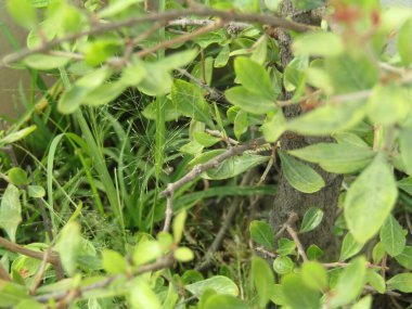 Ormanda yeşil yosun