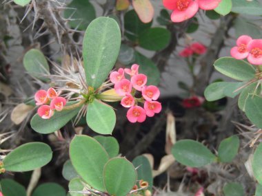 Bitkinin çiçeği, doğada.