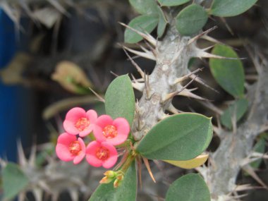 doğanın güzel çiçek