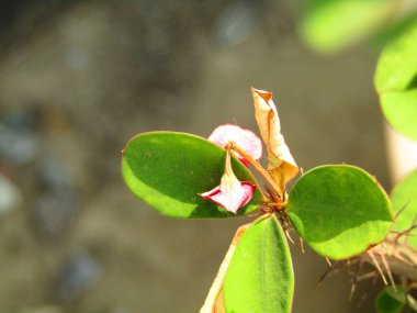 Güzel botanik fotoğrafı, doğal duvar kağıdı.