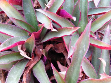 Güzel etli bitki, yakın çekim