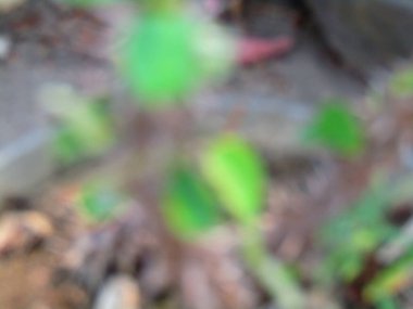 Evdeki bahçede bitkiler bulanık.