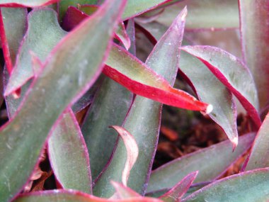 aloe vera doğal bir arka planda