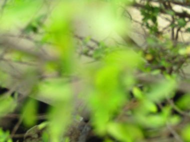 Yeşil yaprakların bulanık arkaplanı