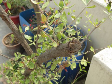 Yeşil bir bitkinin yakın plan çekimi.